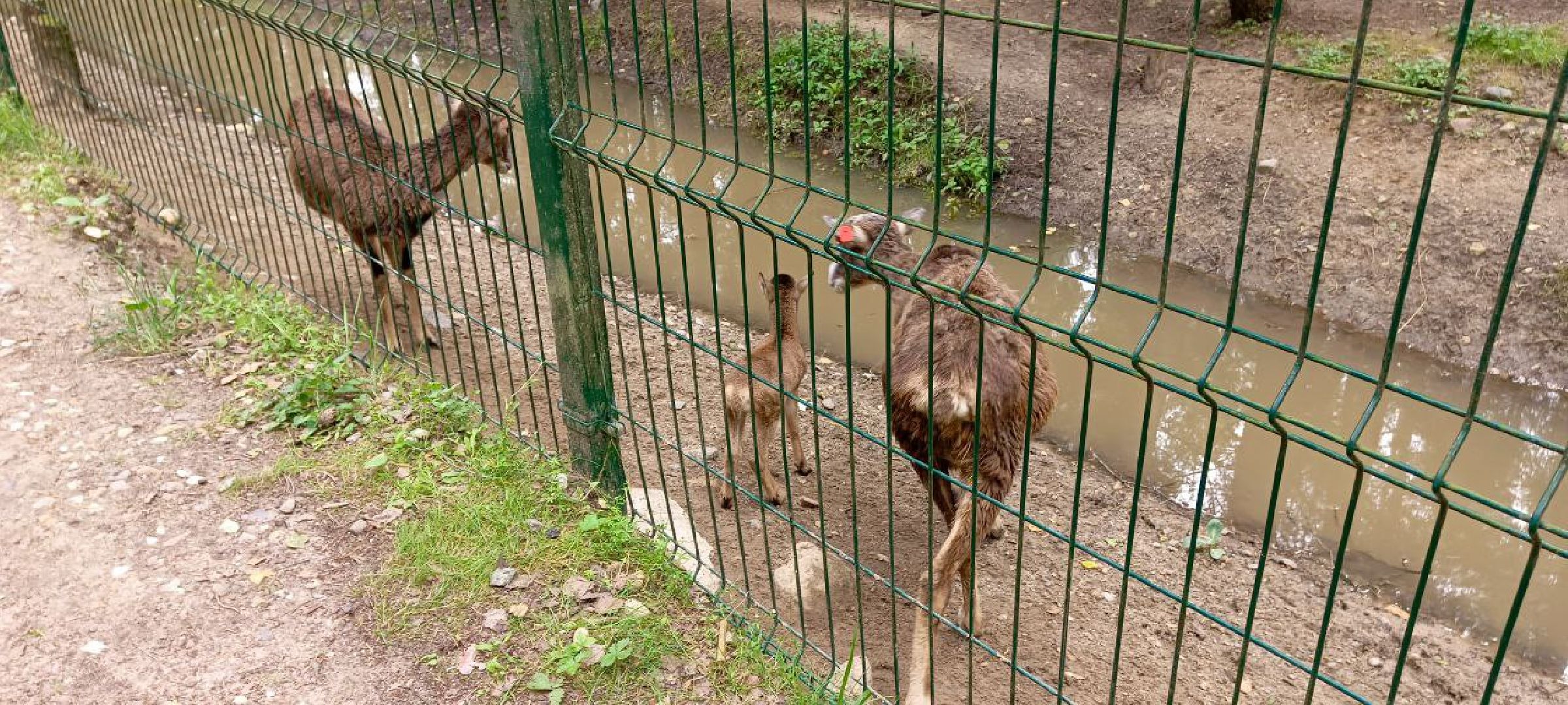 Талдом, Усадьба Веретьево, Контактный зоопарк,