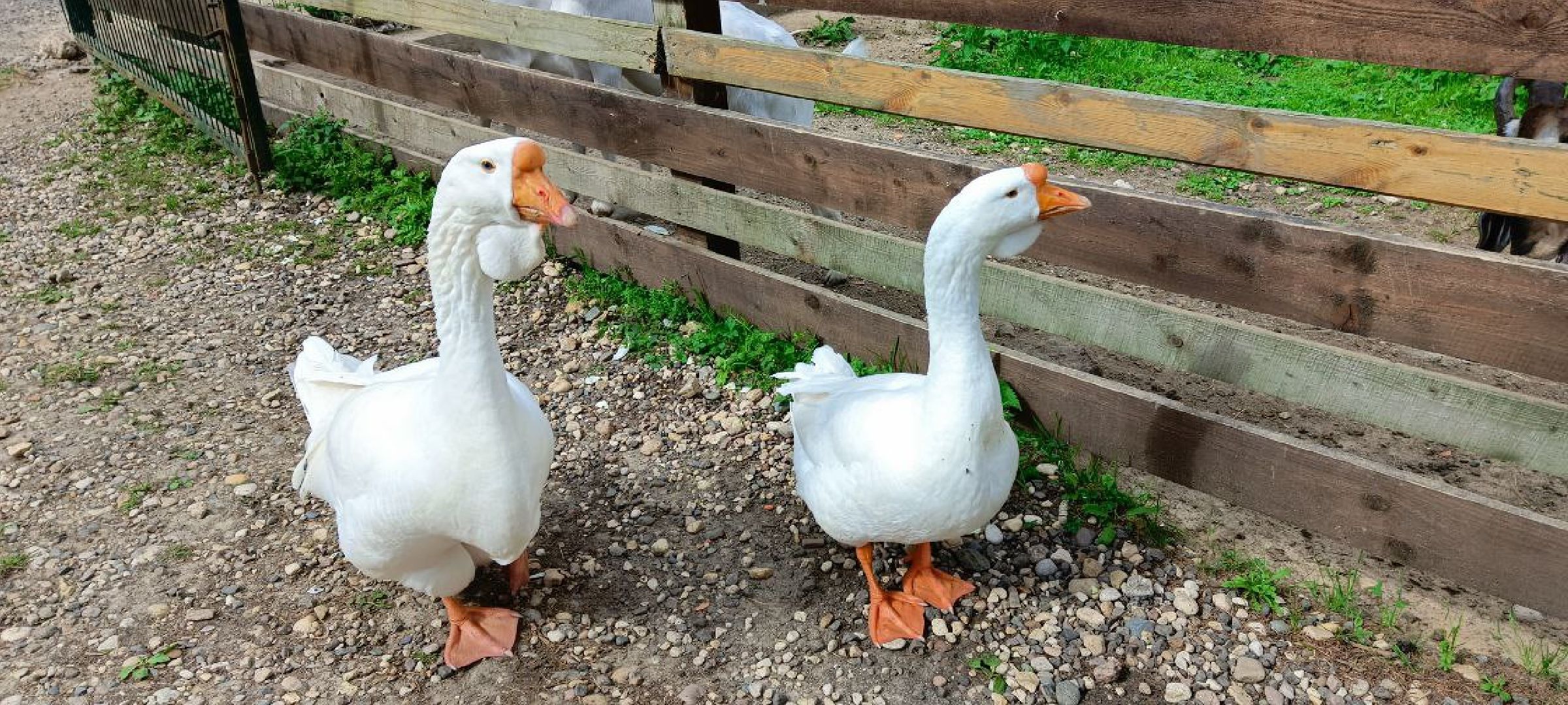 Талдом, Усадьба Веретьево, Контактный зоопарк,