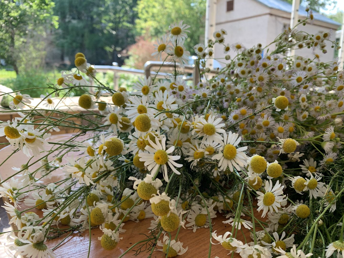 Балашиха, Подмосковье, активное долголетие, золотая свадьба, день семьи любви и верности,