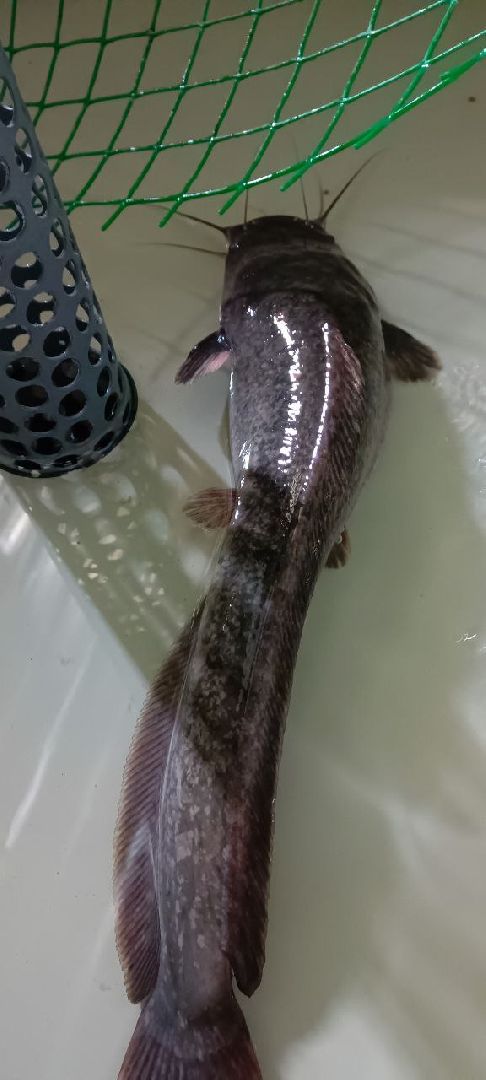 Талдом, Северный,