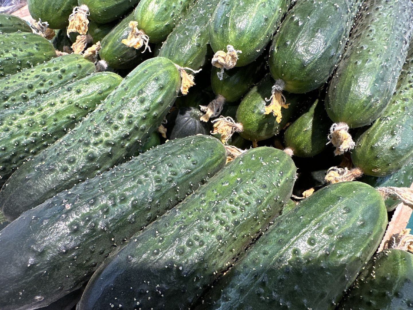 Одинцово, Бизнес, Экономика, Ветконтроль