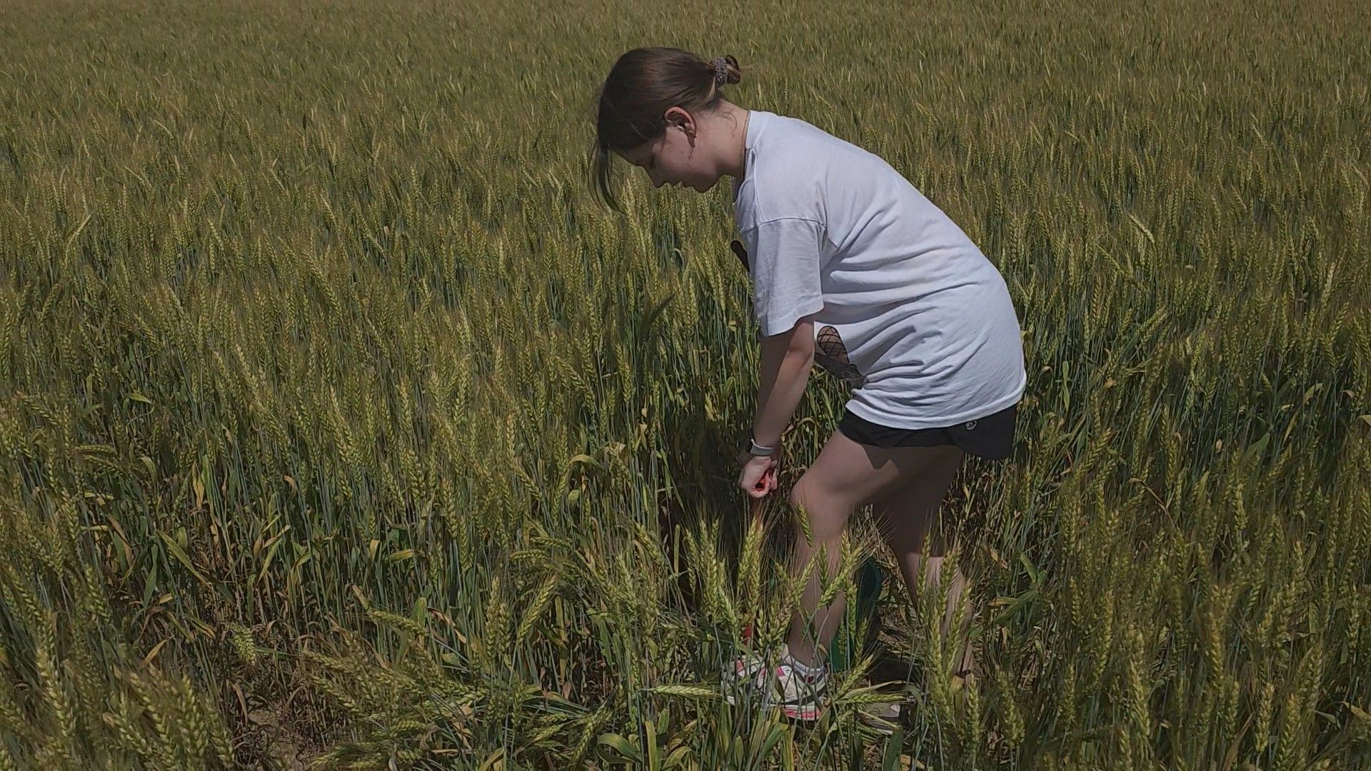 ступино, образование подмосковья, сельское хозяйство, агроклассы,