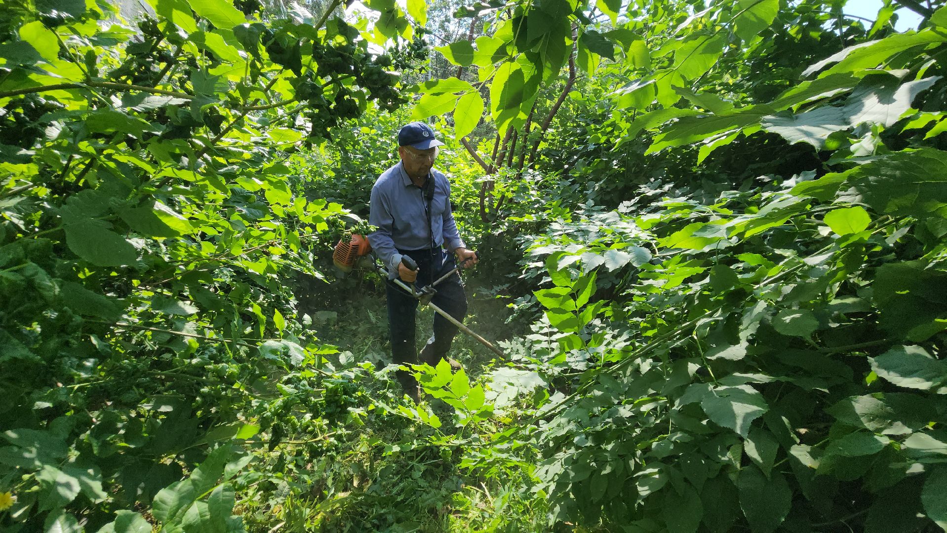 покос травы, благоуйстройство, Лобня,