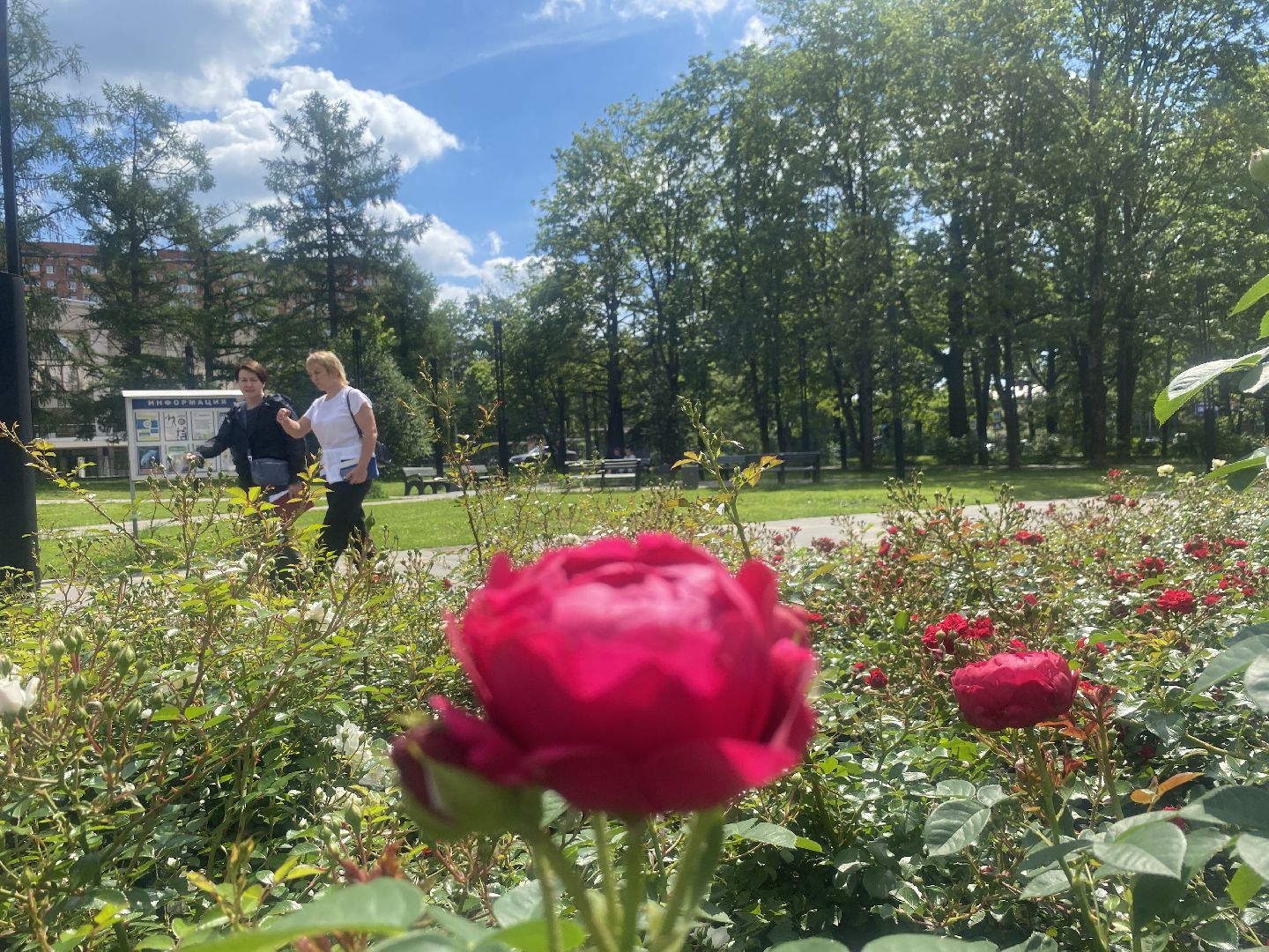 благоустройство территории, Власиха Цветной бульвар, обращения жителей власихи, Обходы территорий, Контроль выполнения работ,