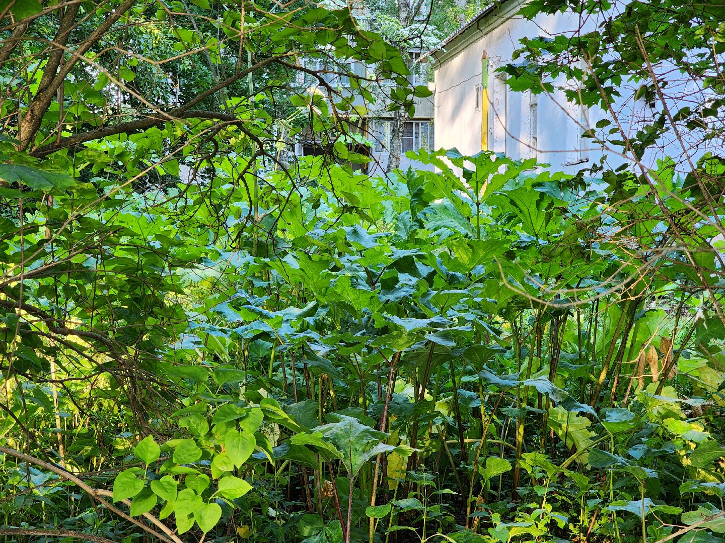 Чехов, Чепелево, выездная администрация, опиловка деревьев, окос травы, капремонт дома,