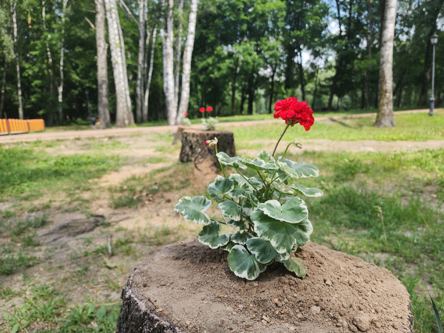 красногорск, благоуйстройство, парки красногорска, клумбы,