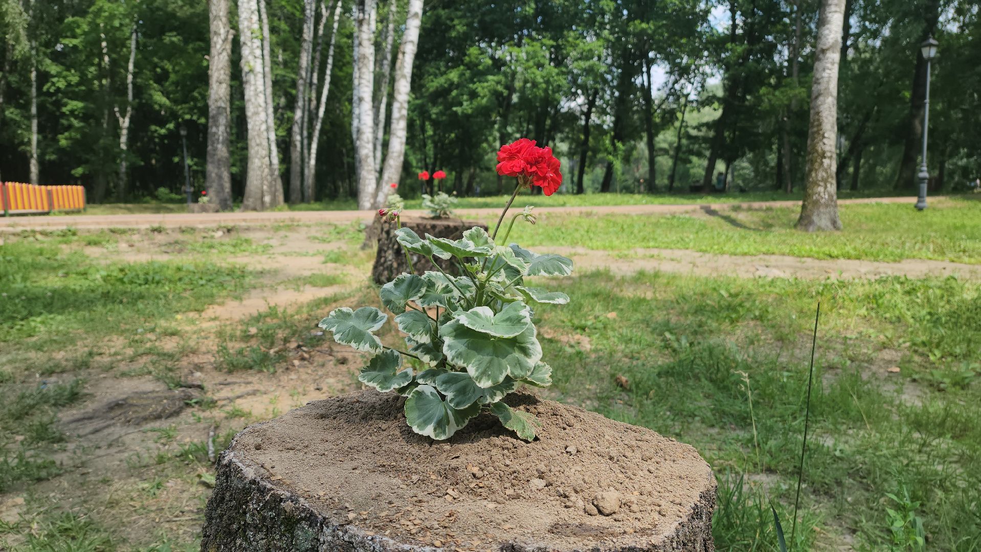 красногорск, благоуйстройство, парки красногорска, клумбы,