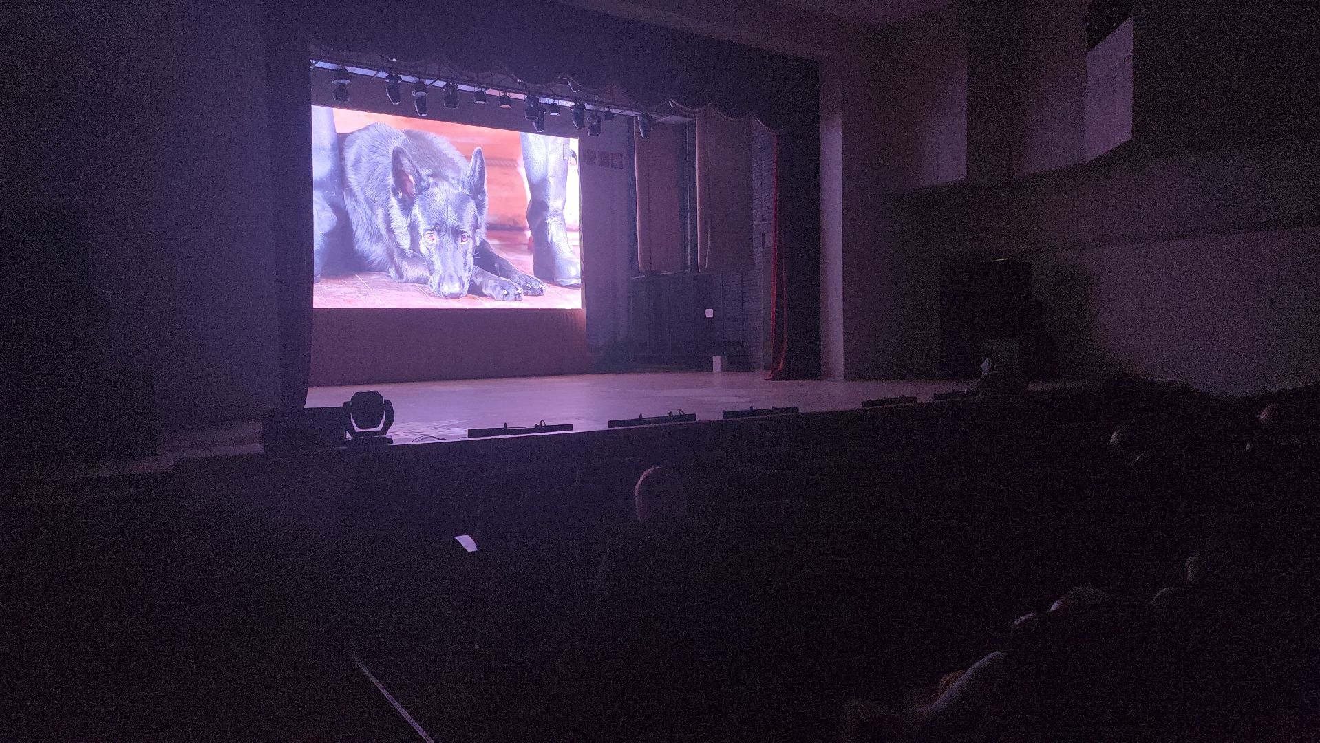 долгопрудный, кинологи, дк вперед, x-легион, фронтовая собака, короткометражный фильм,