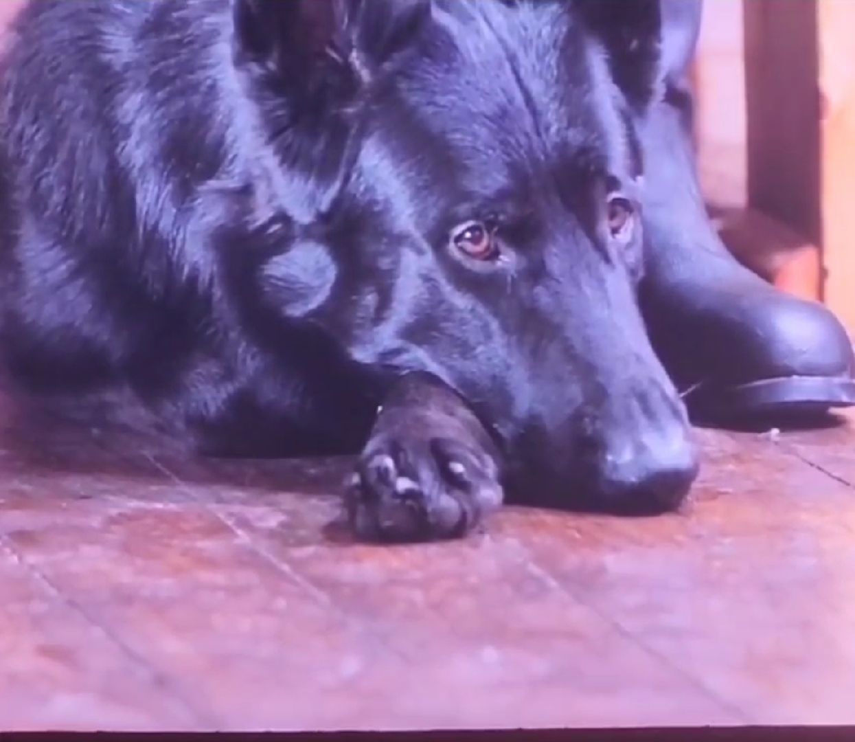 долгопрудный, кинологи, дк вперед, x-легион, фронтовая собака, короткометражный фильм,