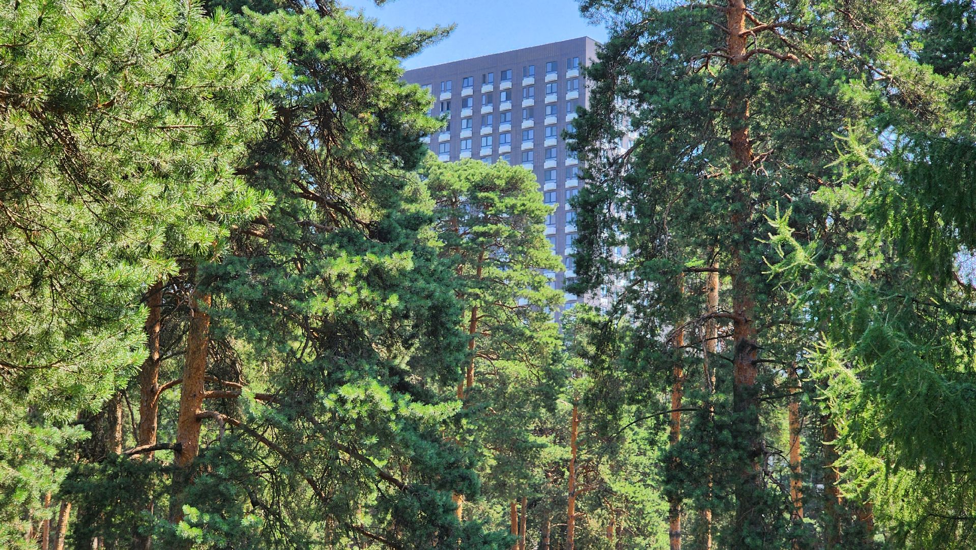 противопожарная безопасность, защита леса, штрафы, котельники,