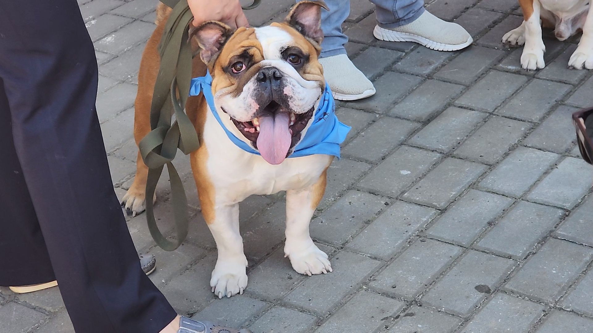 Коломна, день семьи любви и верности, семейный праздник, помощь бездомным животным,