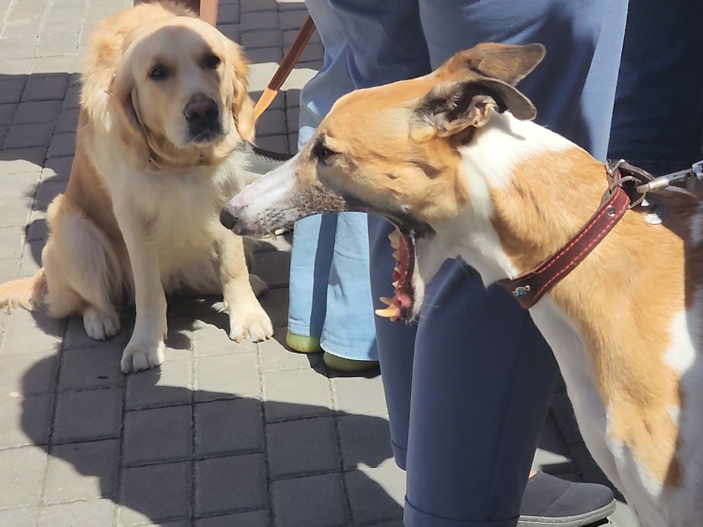 Коломна, день семьи любви и верности, семейный праздник, помощь бездомным животным,