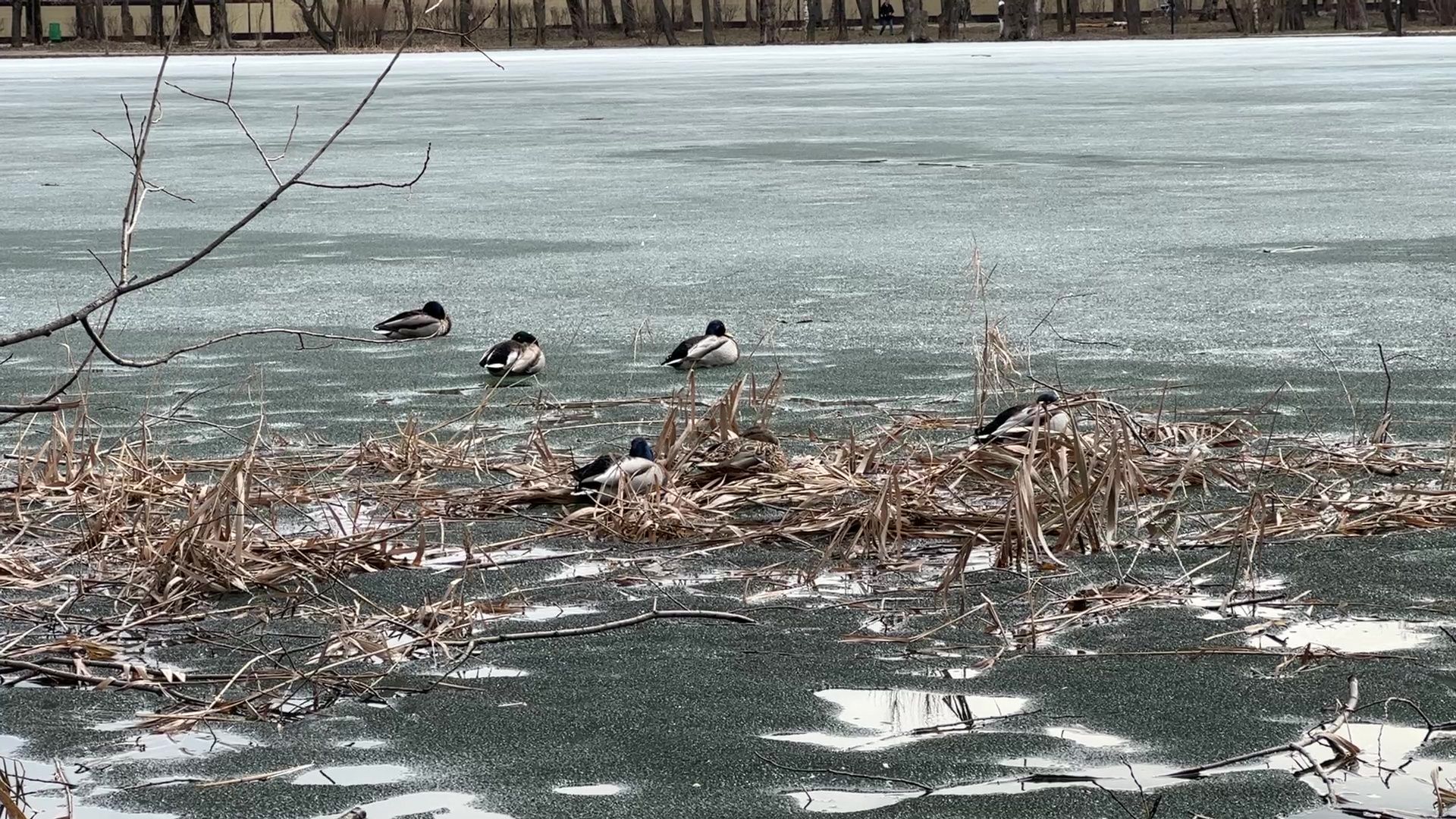 Реутов, благоустройство, огари