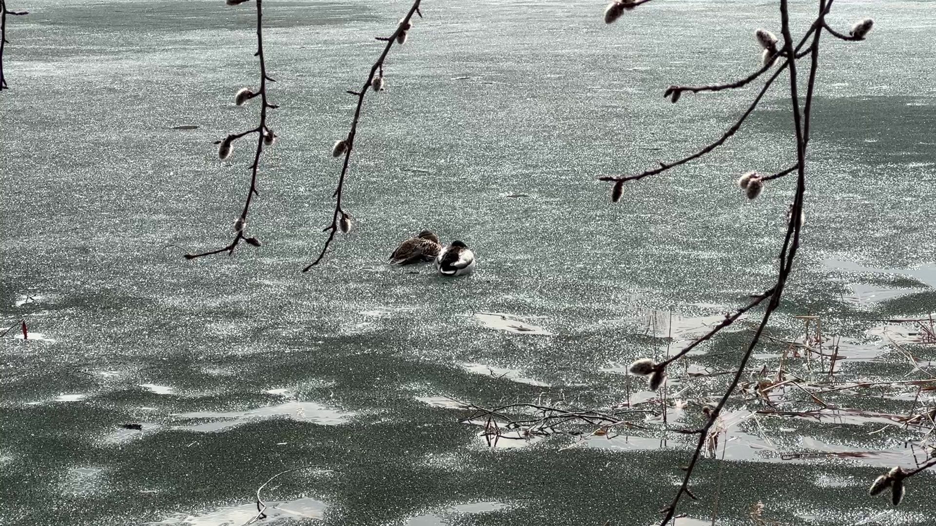 Реутов, благоустройство, огари