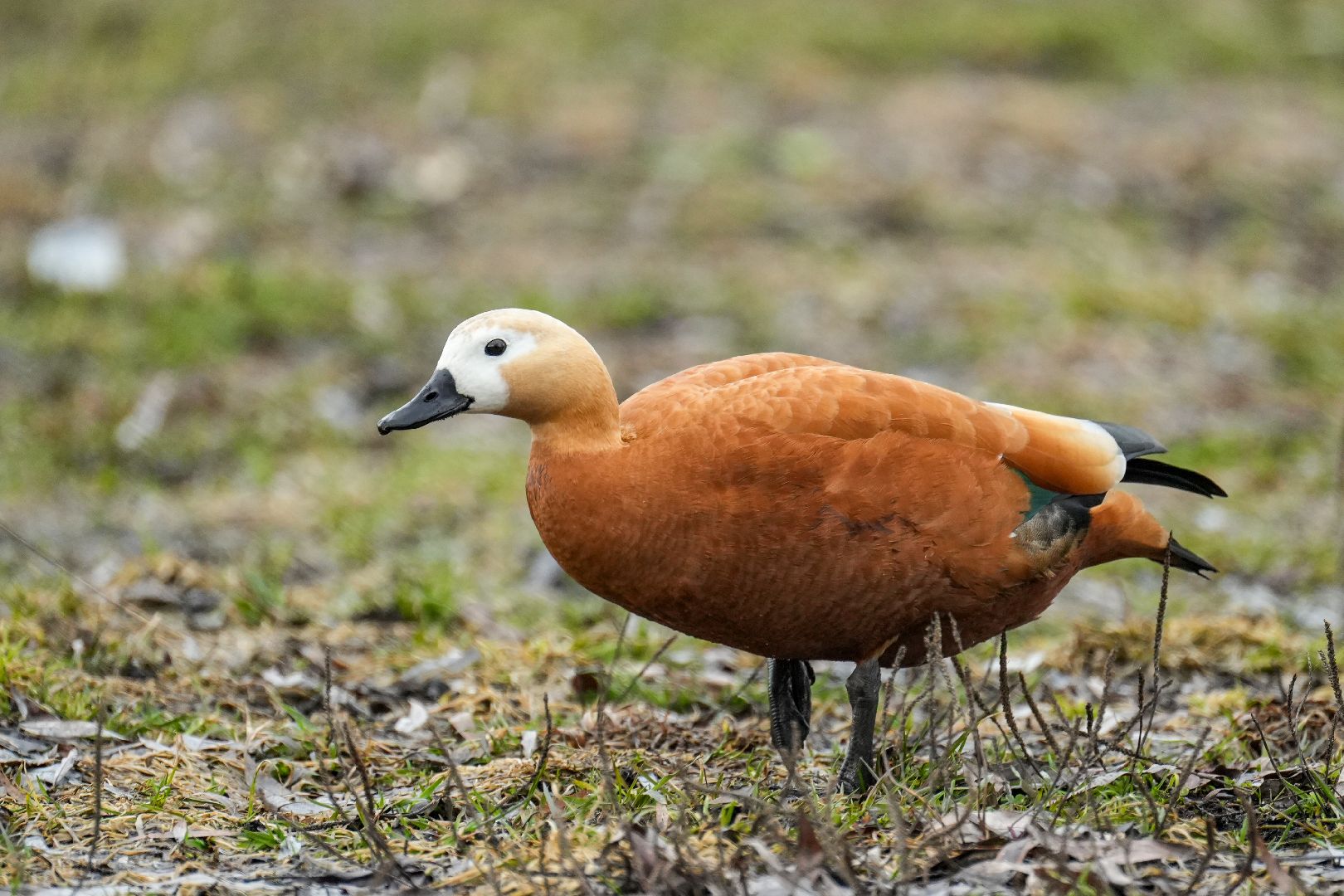 Реутов, благоустройство, огари