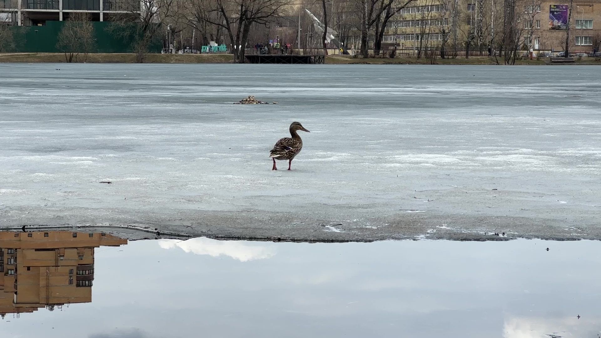 Реутов, благоустройство, огари