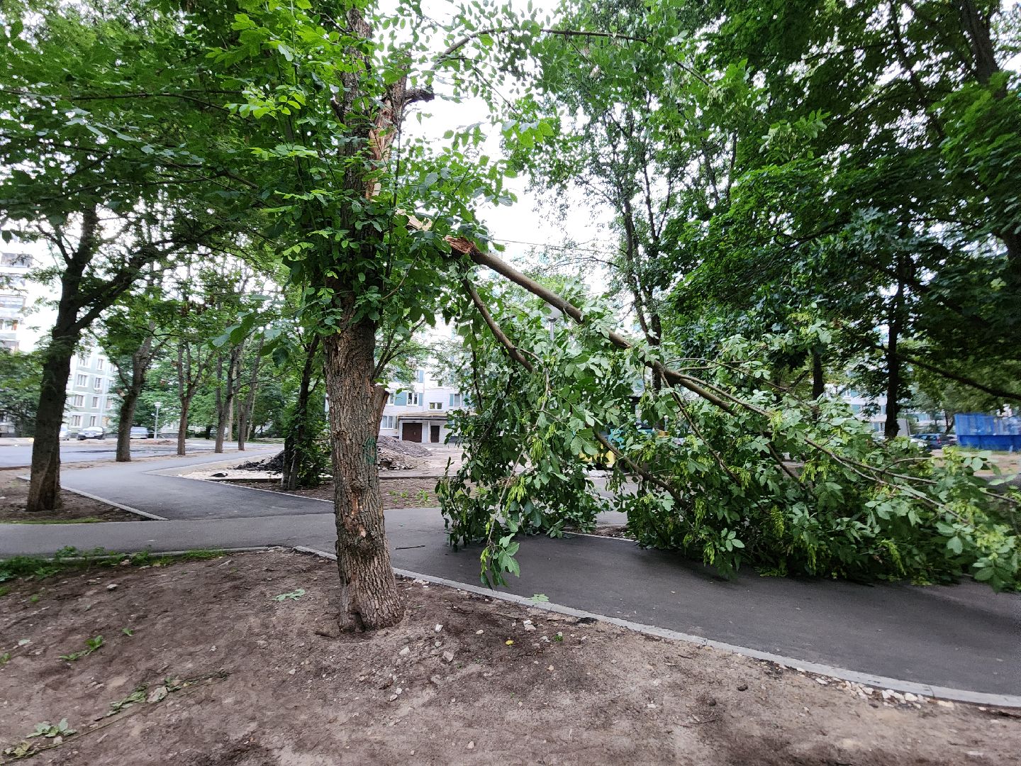 Черноголовка, Жкх, деревья, коммунальщики,