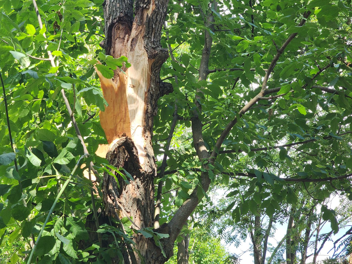 Черноголовка, Жкх, деревья, коммунальщики,