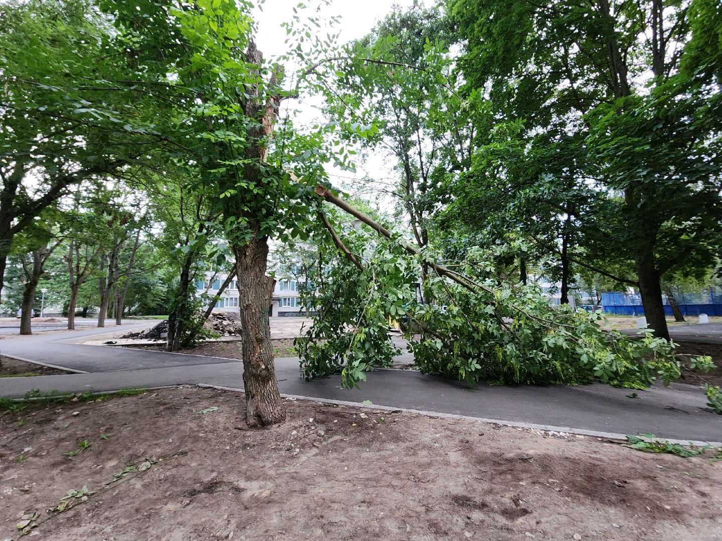 Черноголовка, Жкх, деревья, коммунальщики,