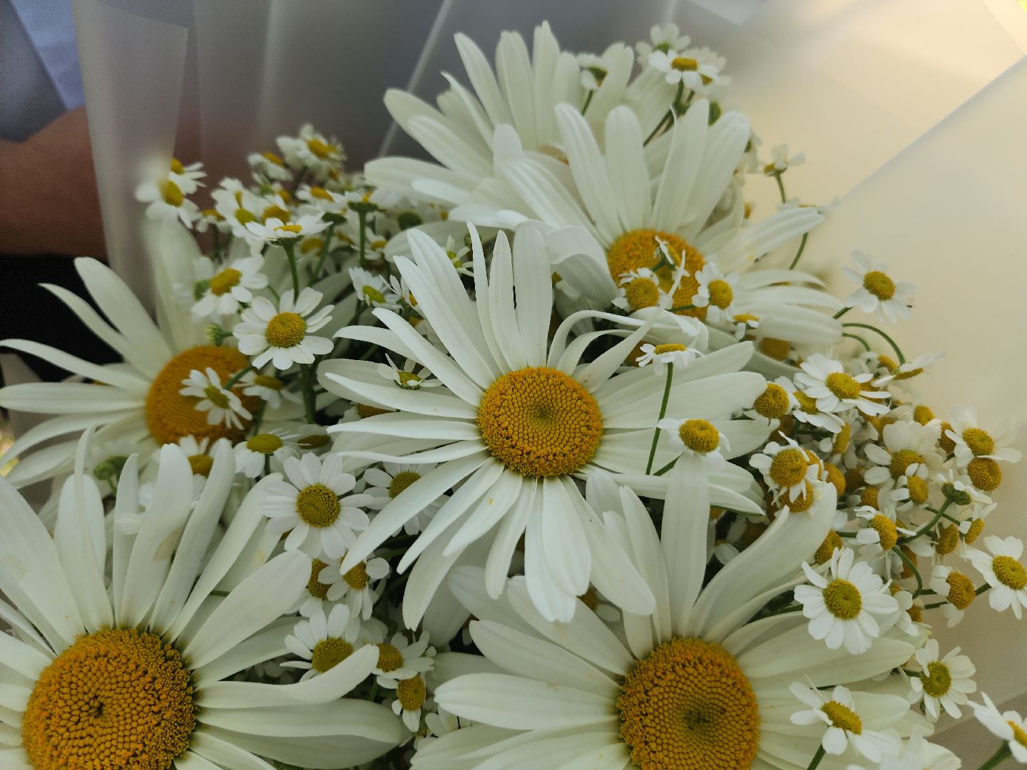 красногорск, архангельское, день семьи любви и верности,