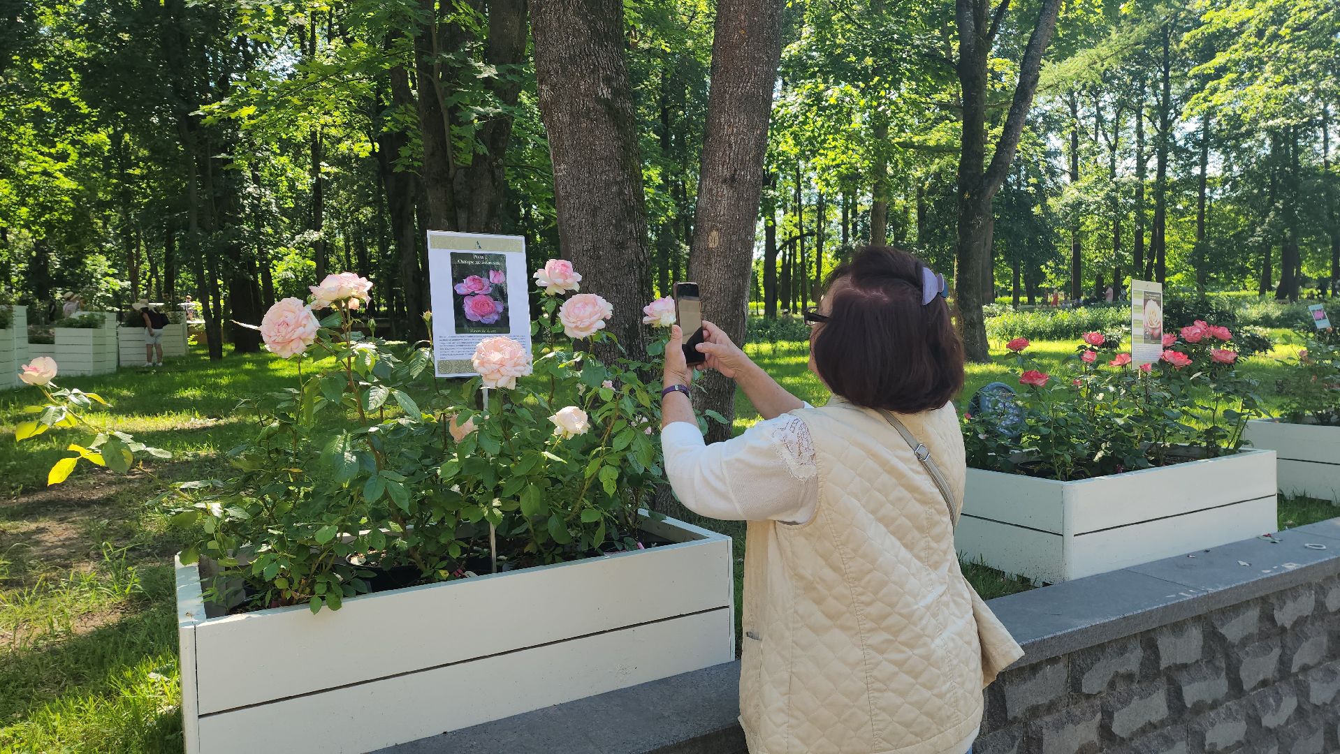 архангельское, красногорск, фестиваль роз,