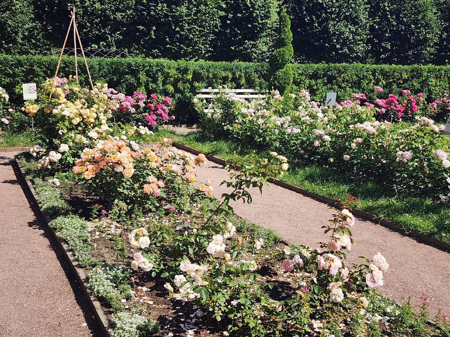 архангельское, красногорск, фестиваль роз,