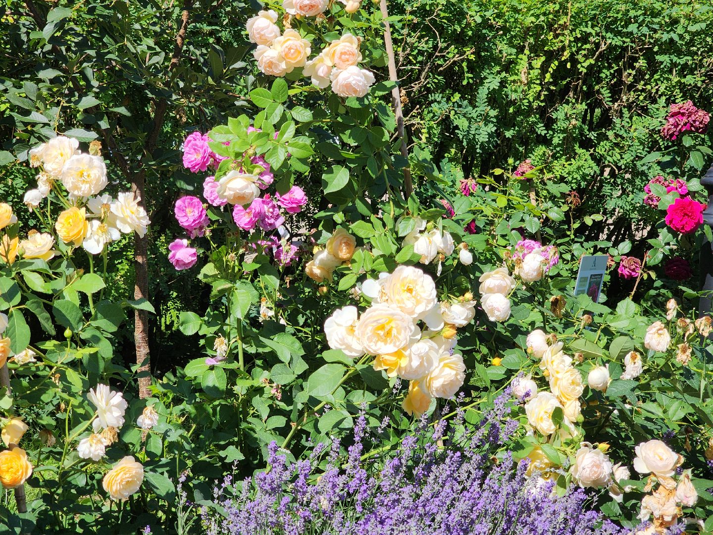 архангельское, красногорск, фестиваль роз,