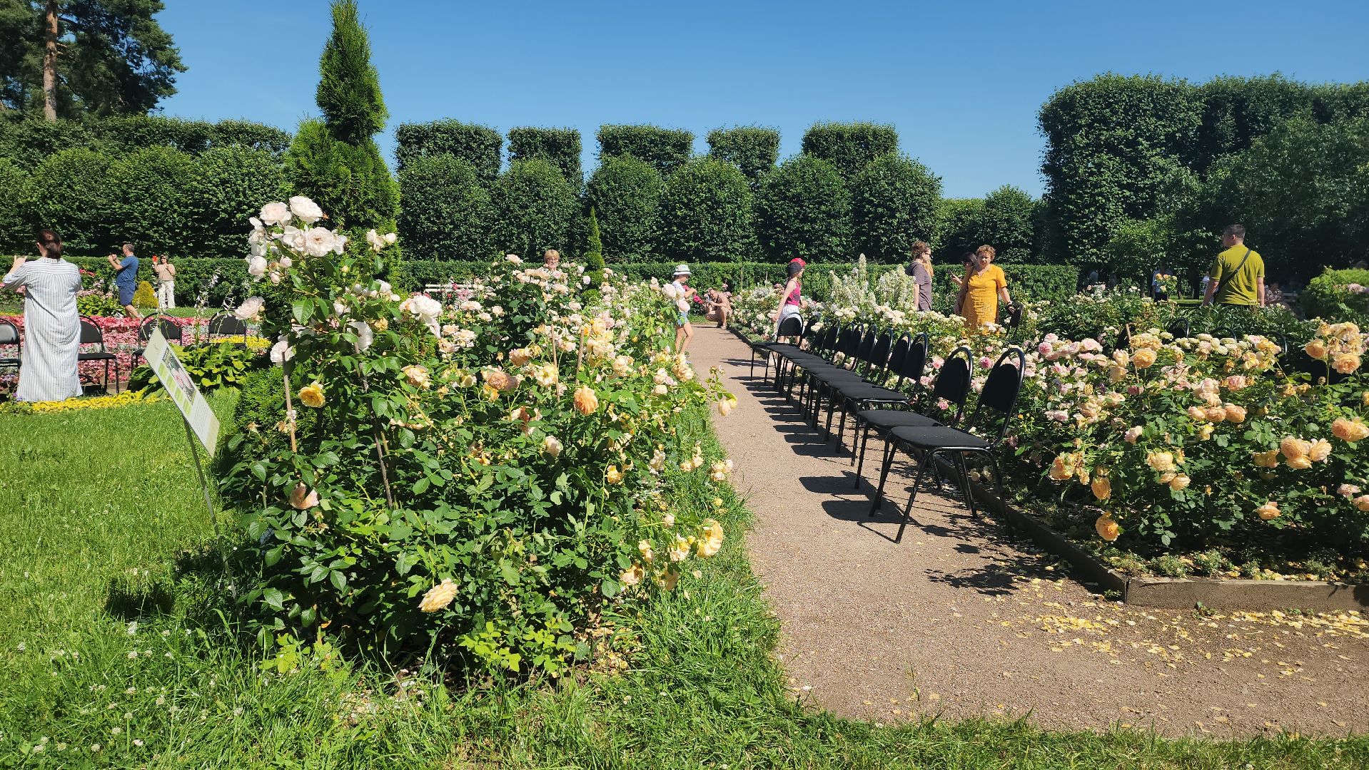 архангельское, красногорск, фестиваль роз,