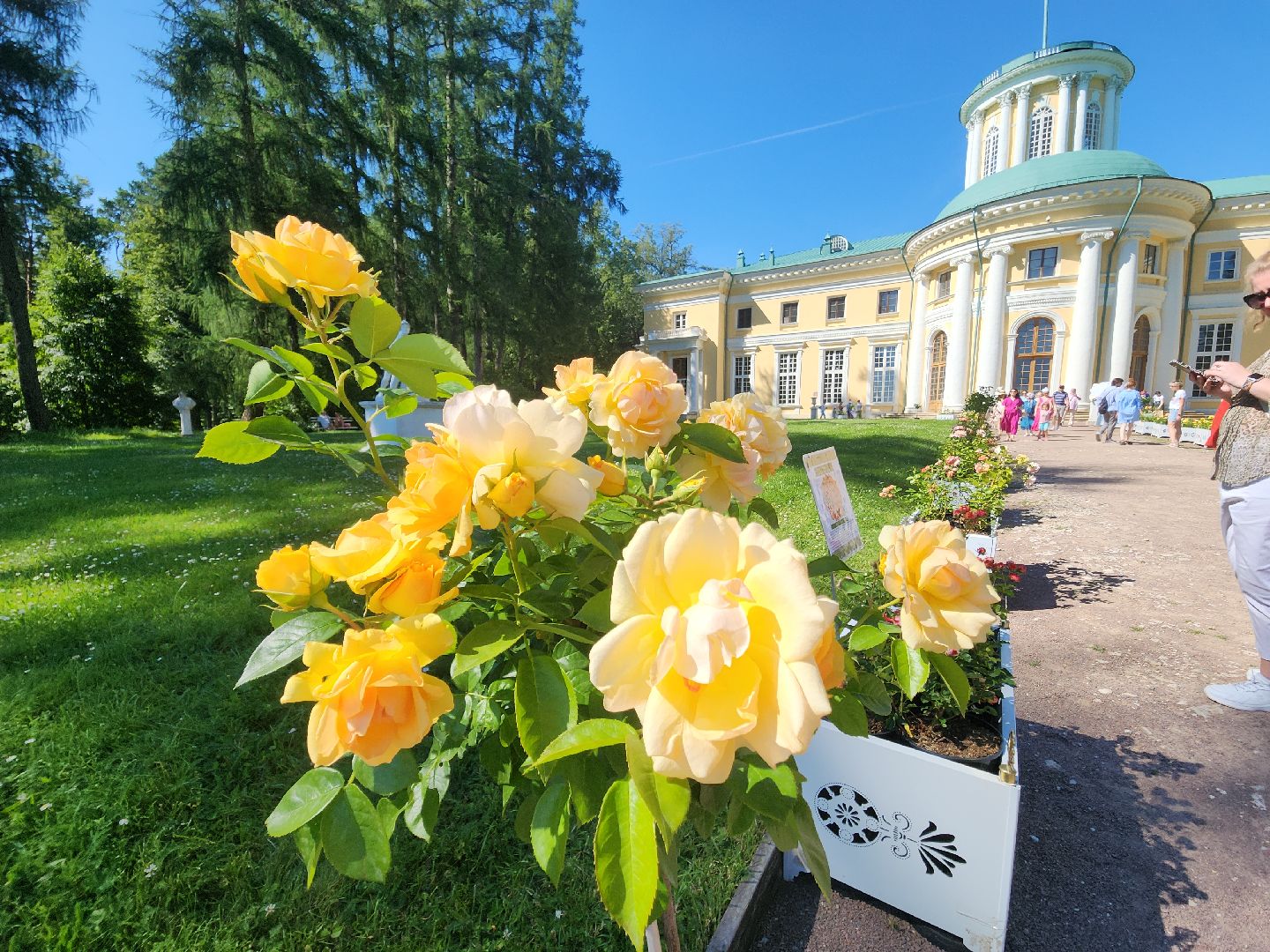 архангельское, красногорск, фестиваль роз,