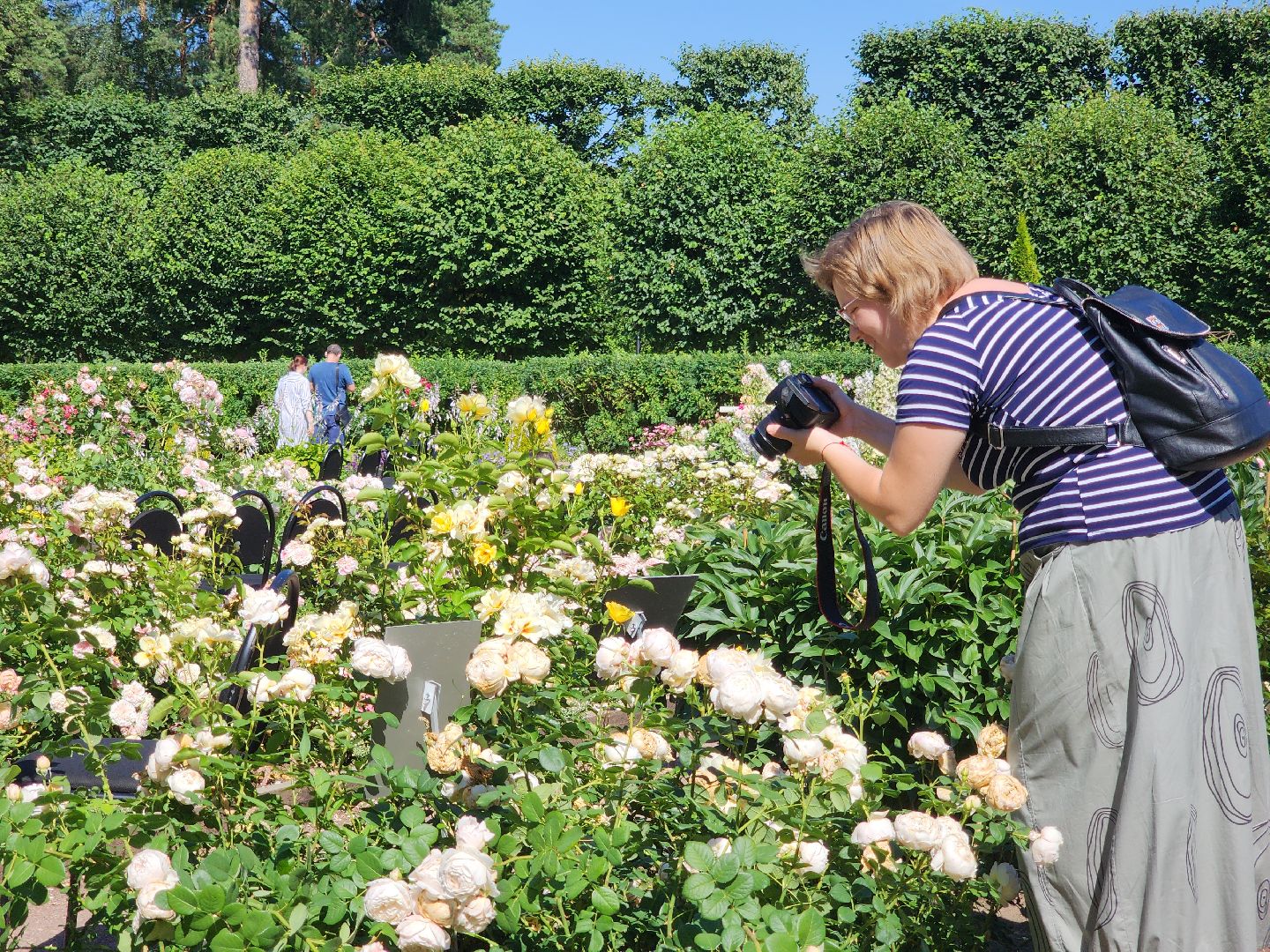 архангельское, красногорск, фестиваль роз,