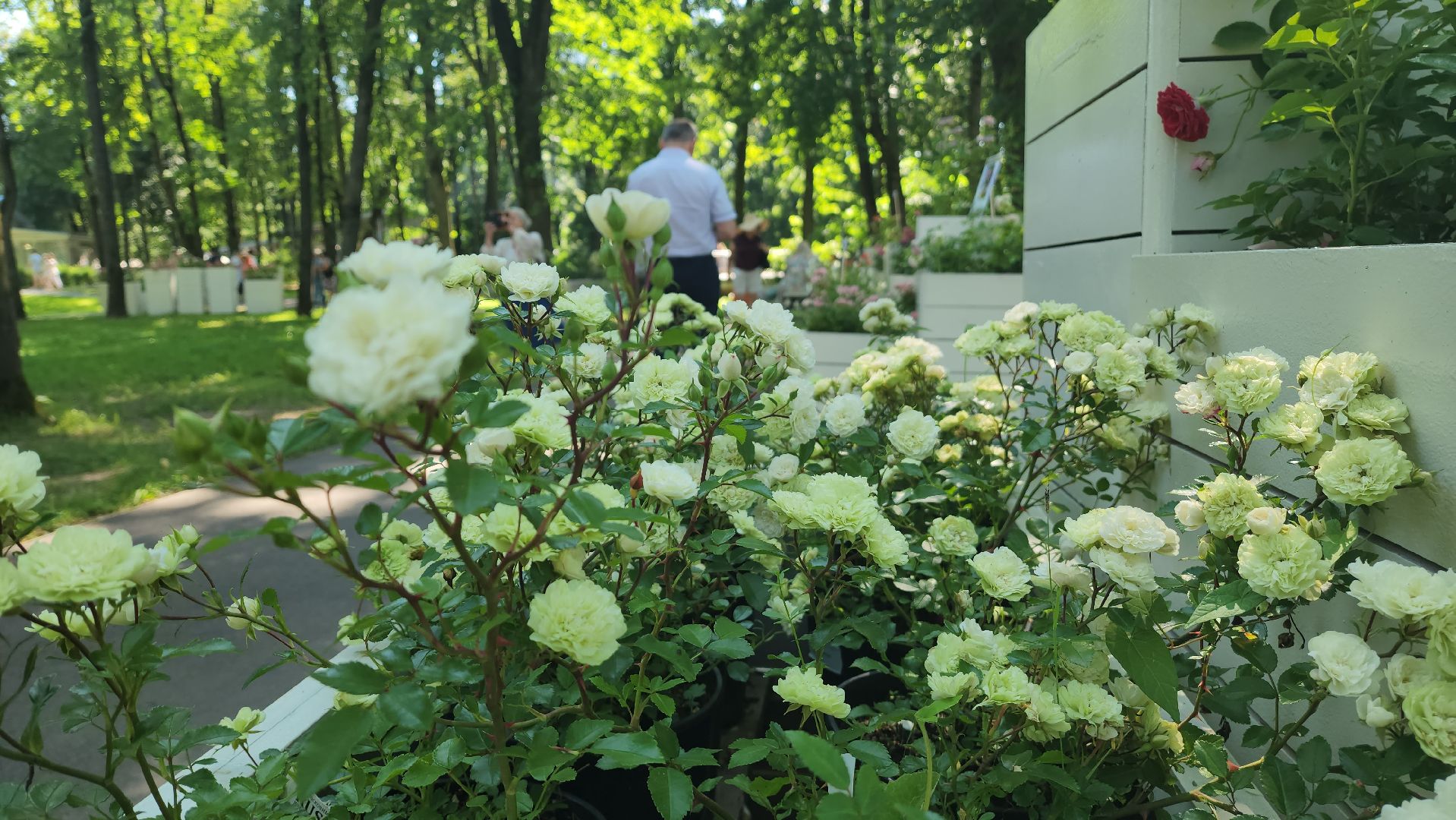архангельское, красногорск, фестиваль роз,