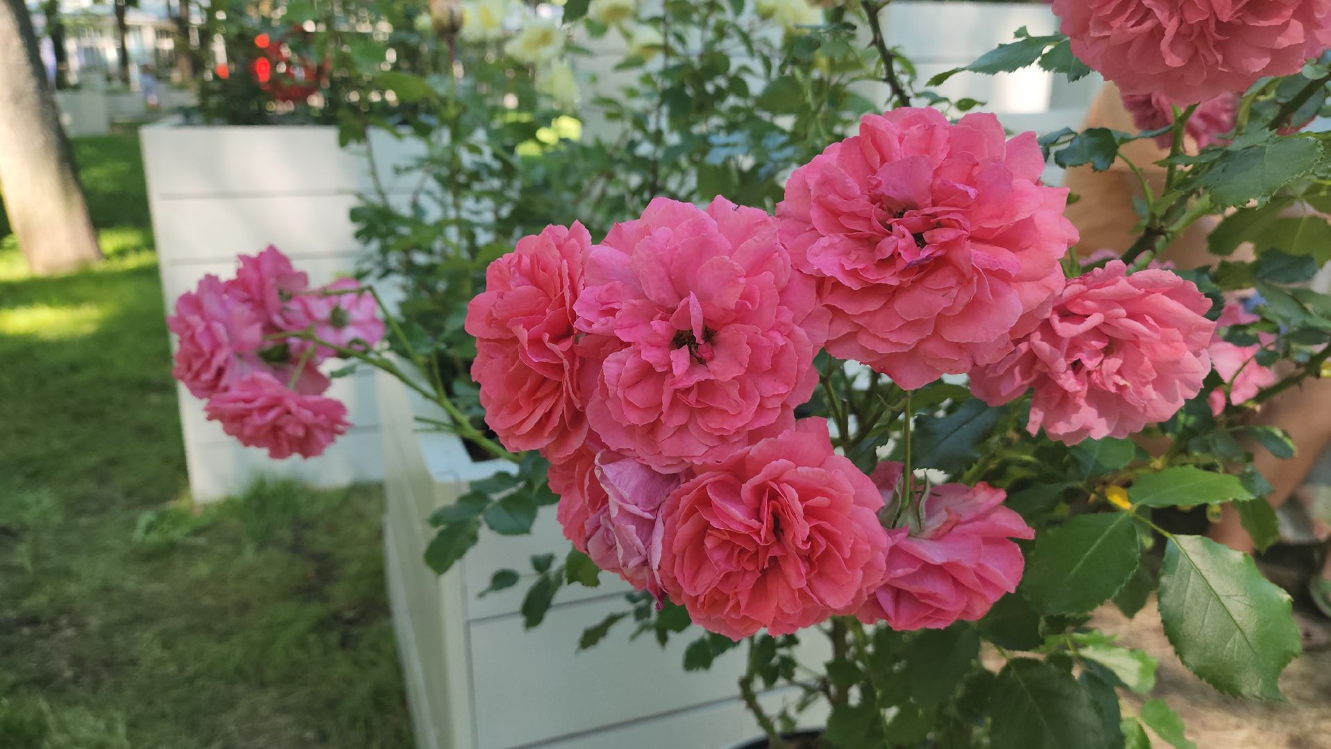 архангельское, красногорск, фестиваль роз,