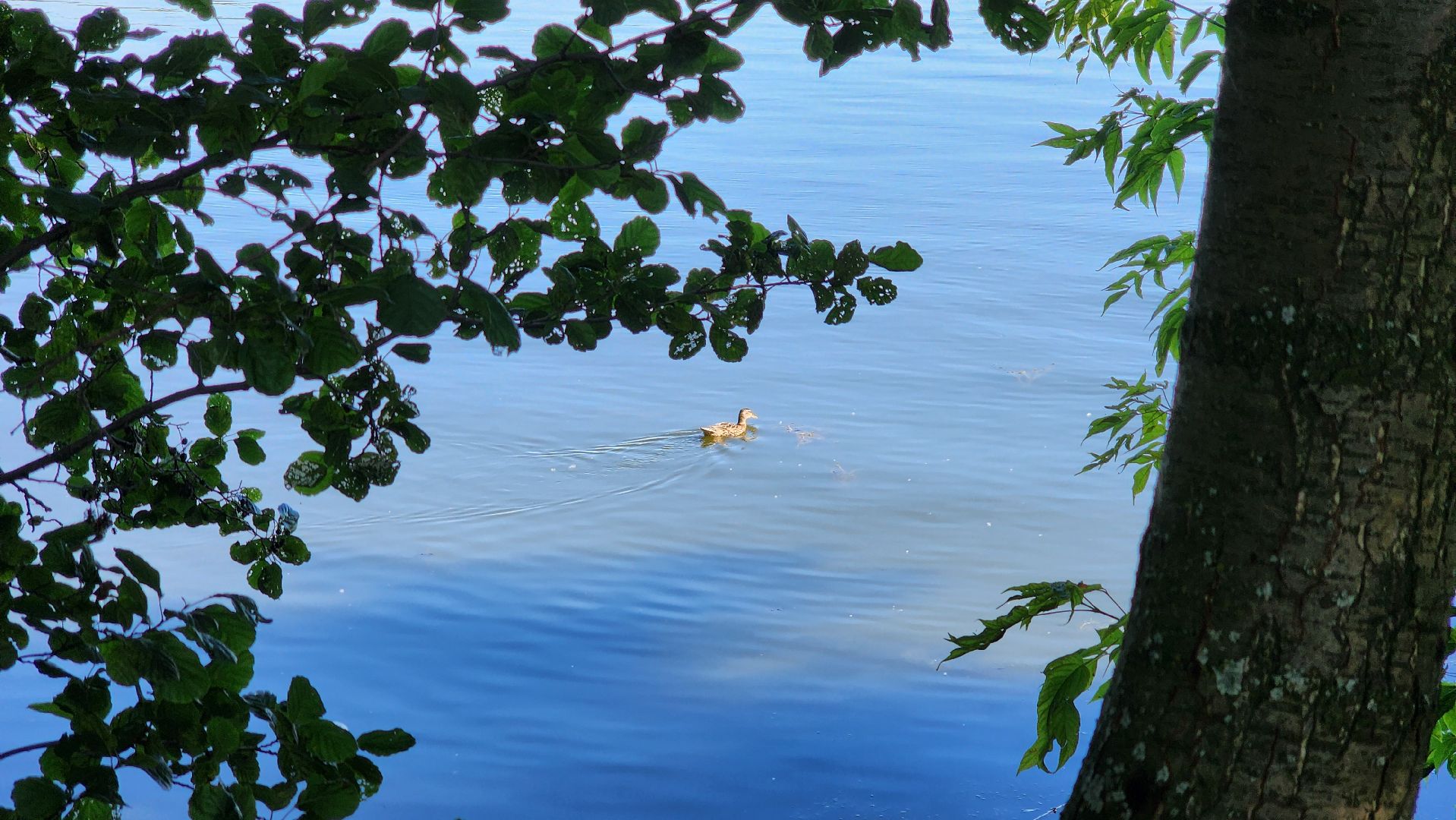 шатура, туризм, туризм в подмосковье, флайборд, фридайвинг, озеро святое,