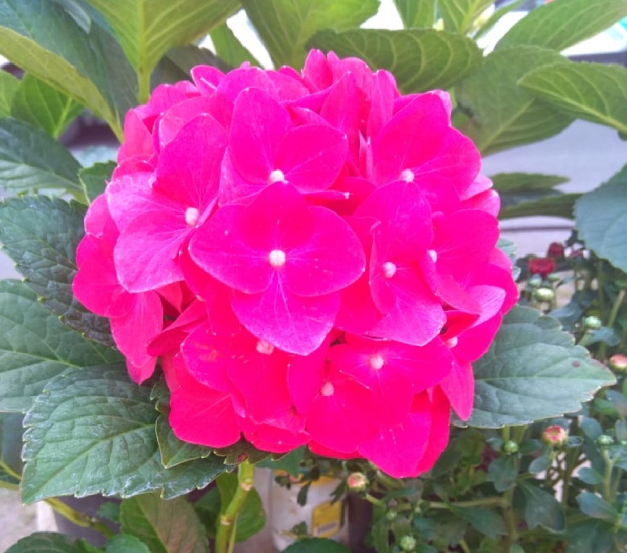 Звенигород, Культура,Выставка,