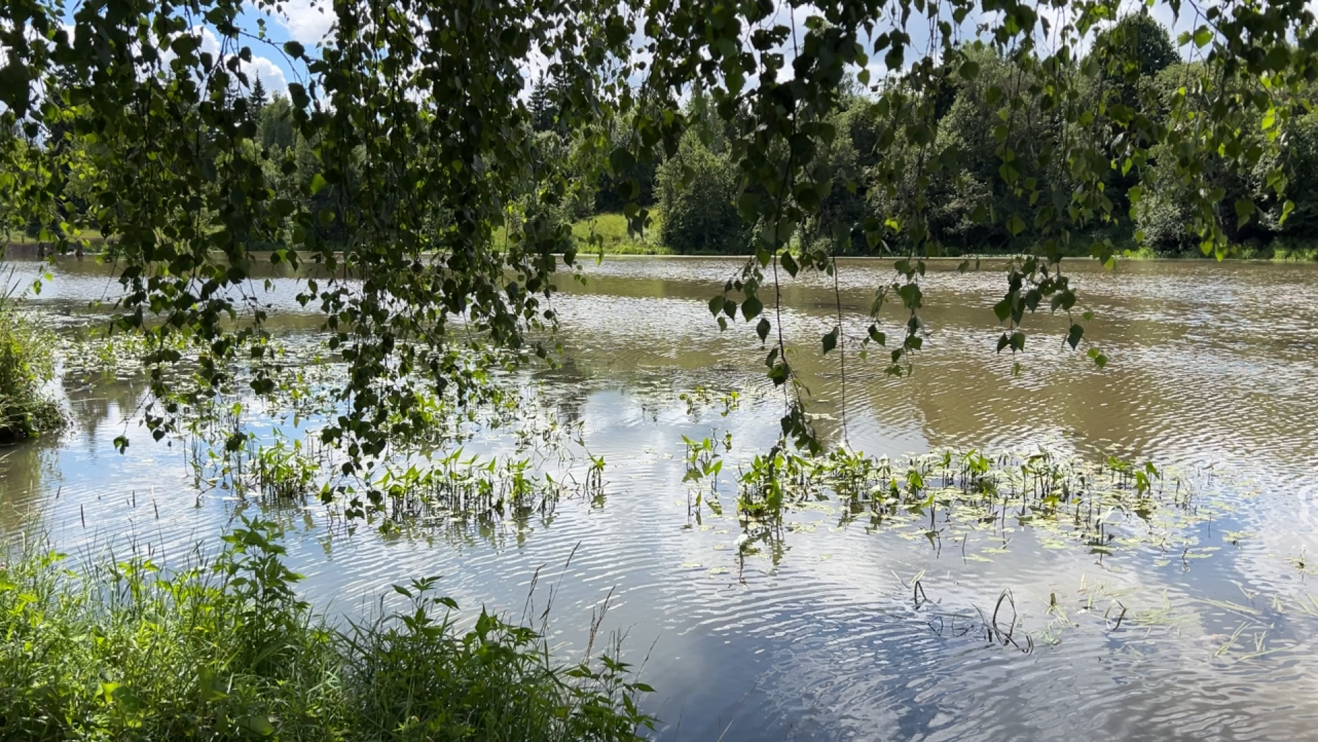 химки, благоустройство, пруд, экология, день семьи любви и верности,