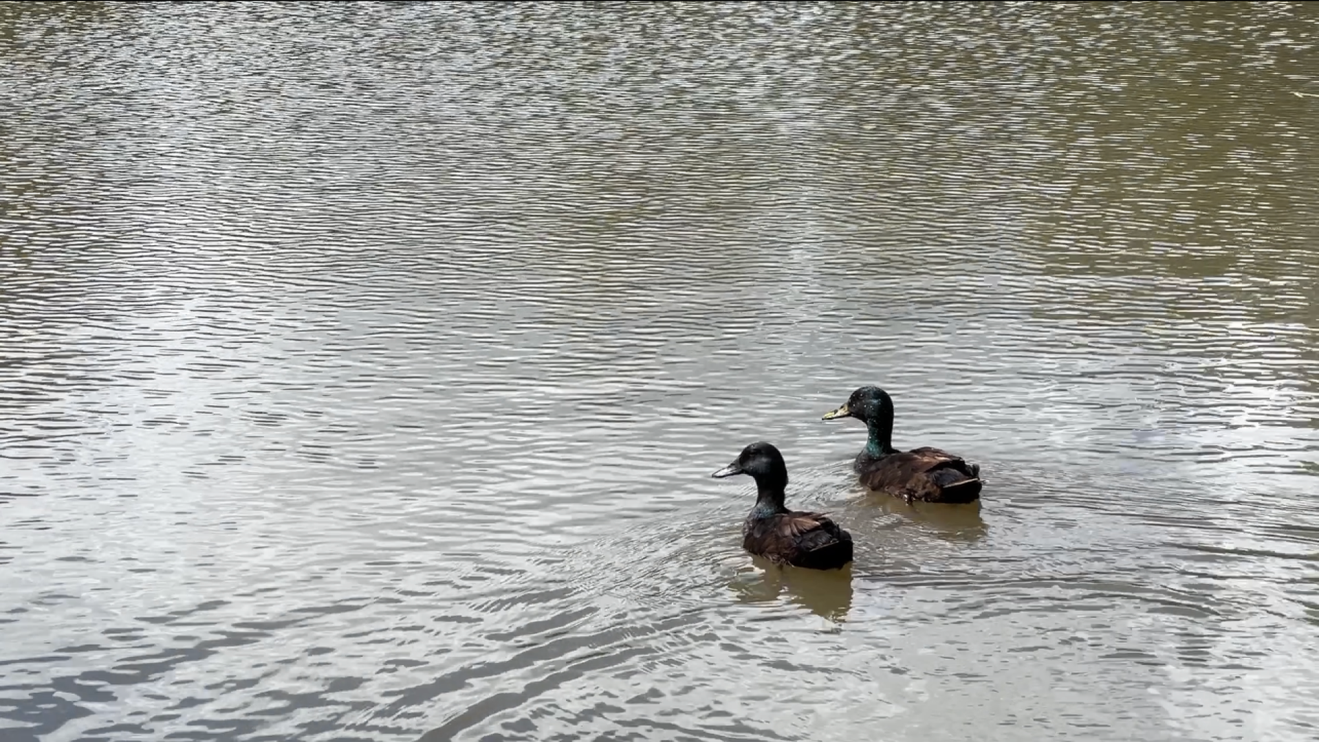 химки, благоустройство, пруд, экология, день семьи любви и верности,