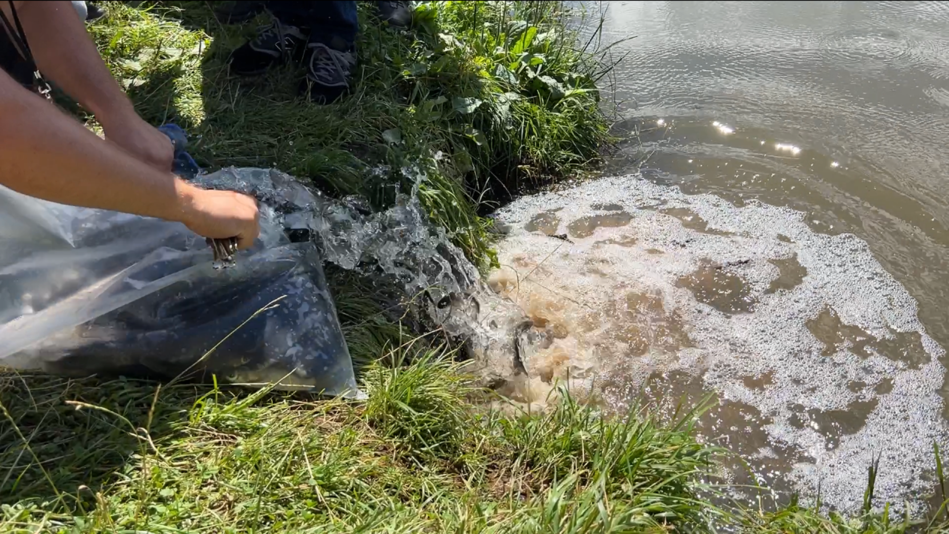 химки, благоустройство, пруд, экология, день семьи любви и верности,