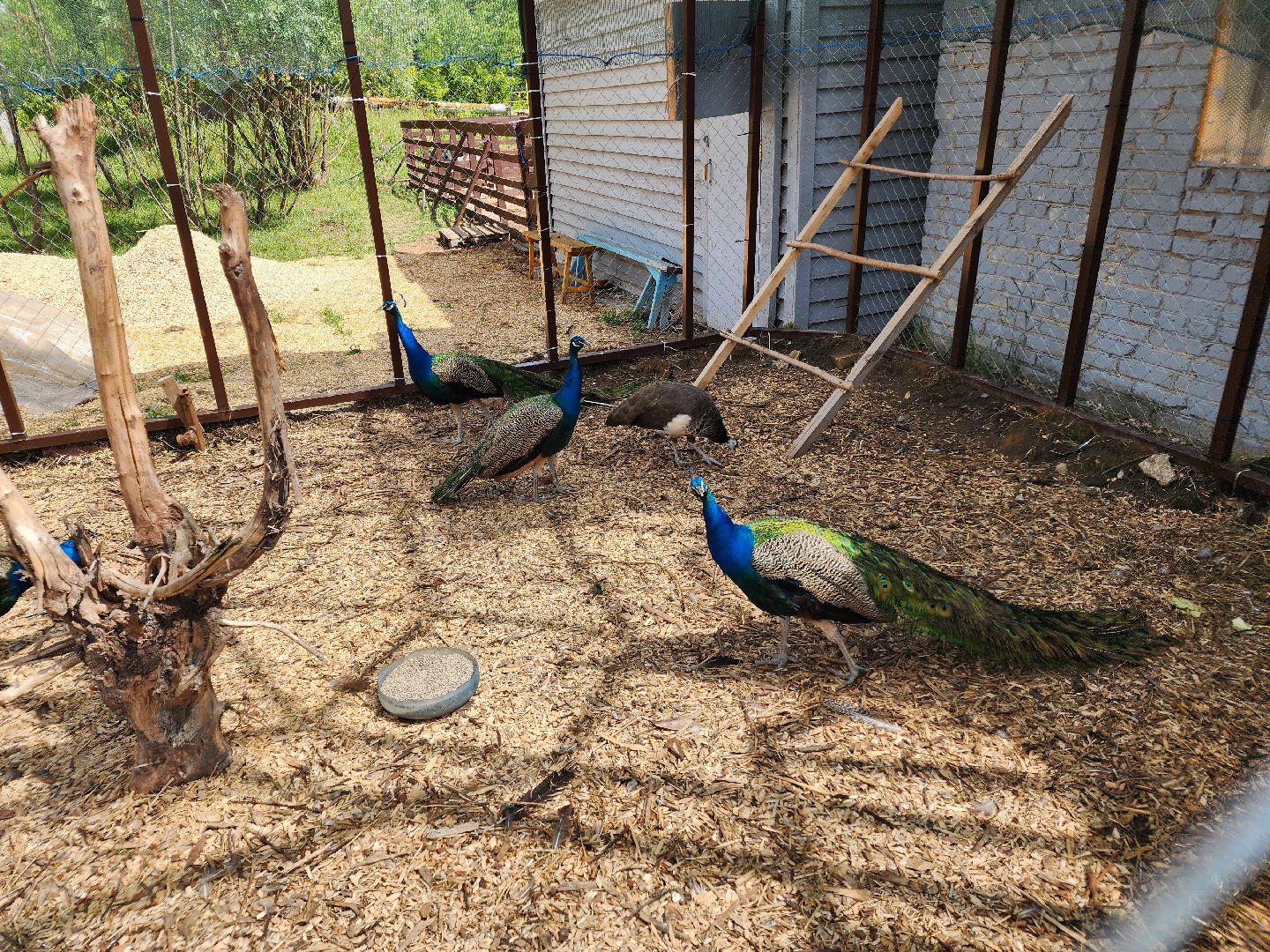 Чехов, фестиваль, праздник, Энергомаш, скейтборд, стритбол, шоу, диджеи, легенды улиц,