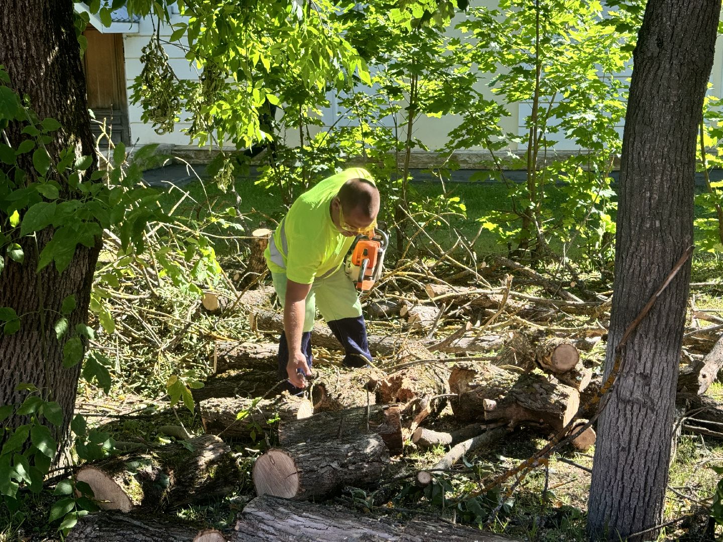шаховская, дерево, упавшие деревья,коммунальная служба,