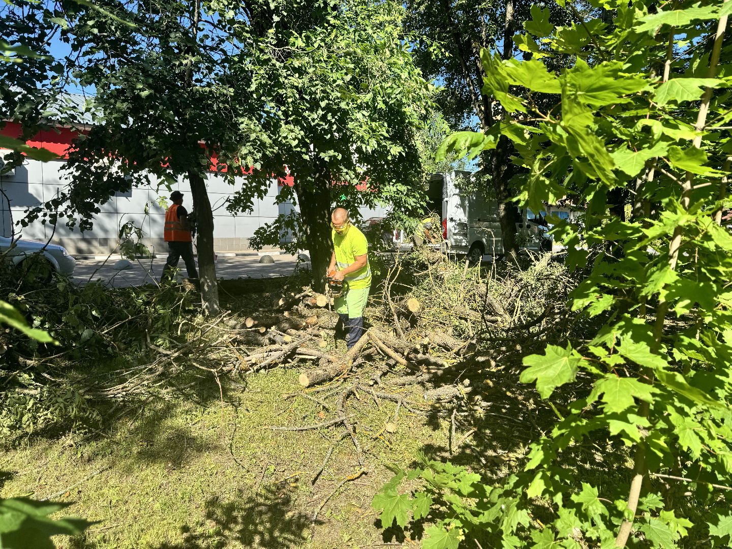 шаховская, дерево, упавшие деревья,коммунальная служба,