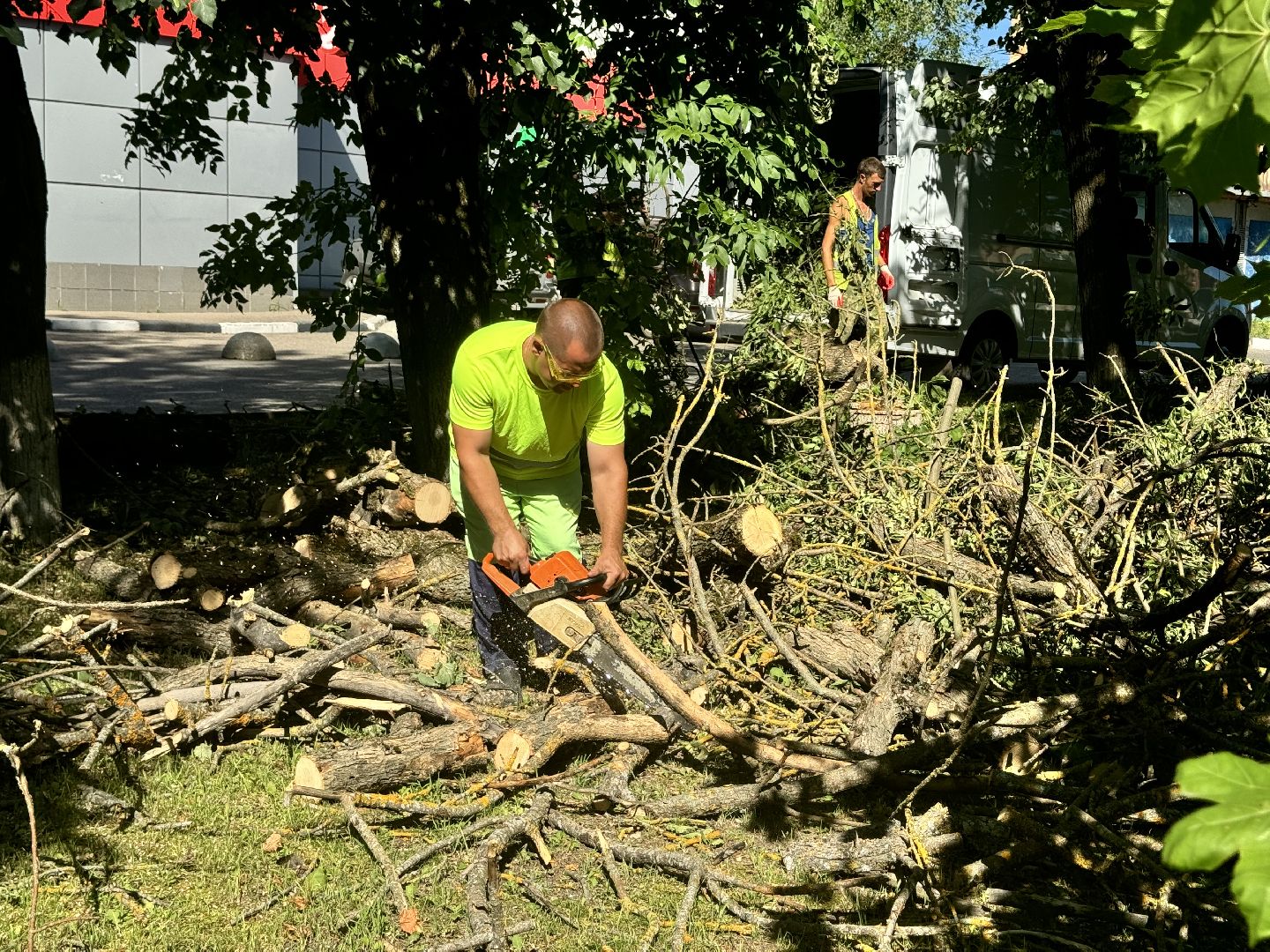 шаховская, дерево, упавшие деревья,коммунальная служба,