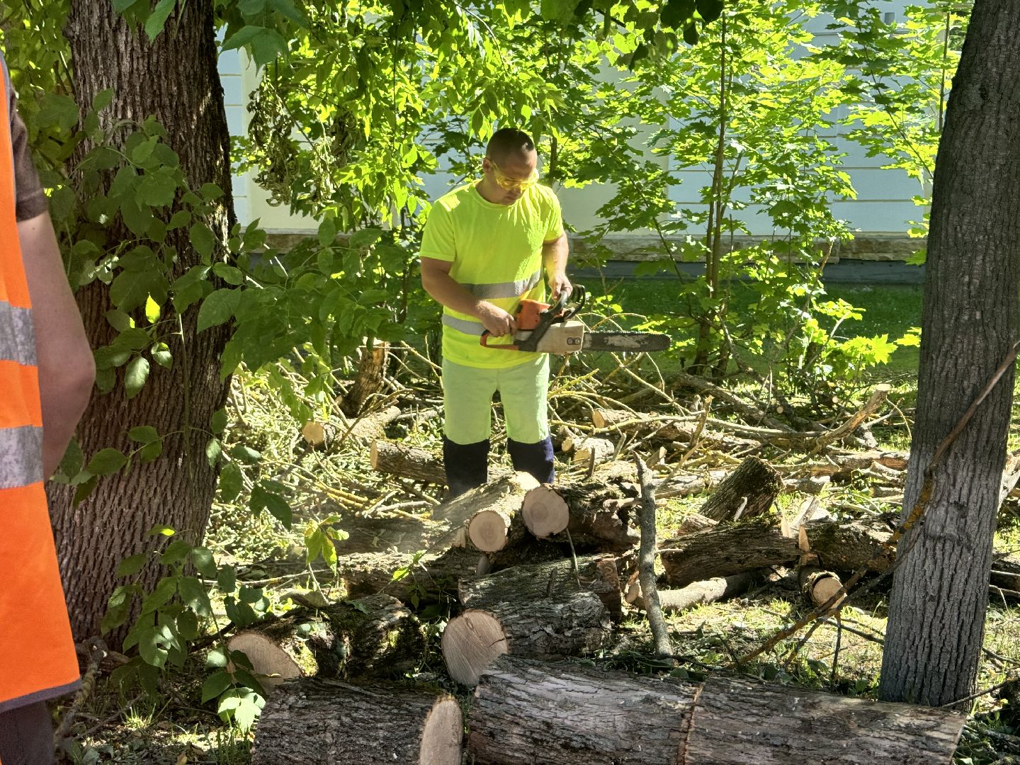 шаховская, дерево, упавшие деревья,коммунальная служба,