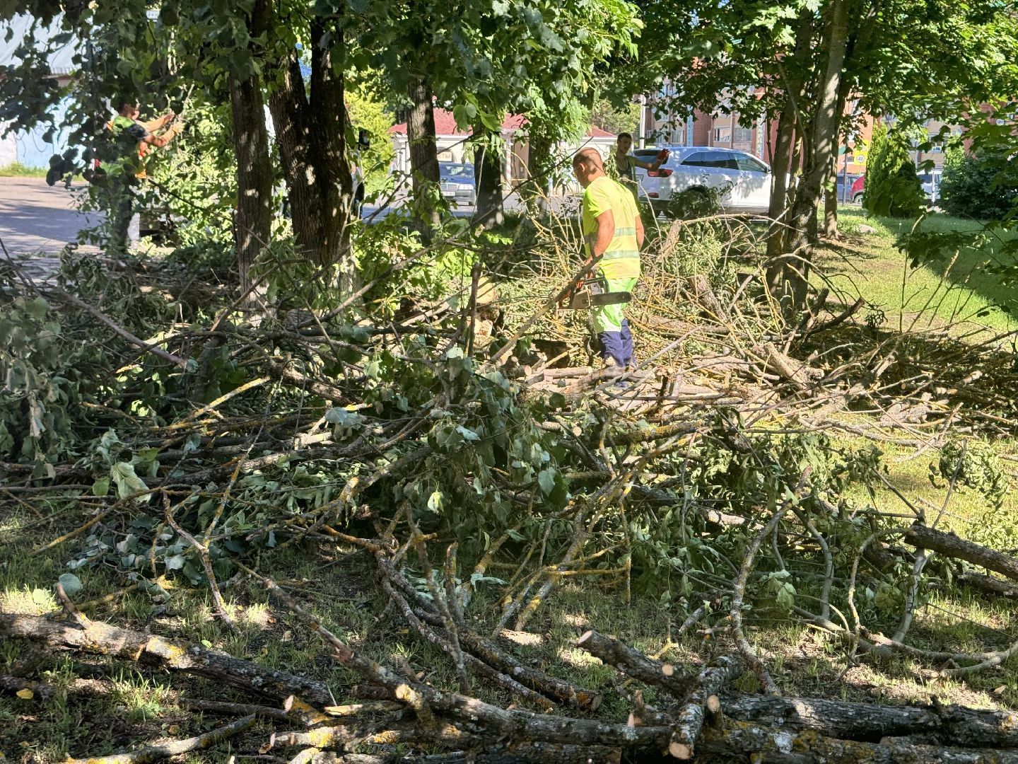 шаховская, дерево, упавшие деревья,коммунальная служба,