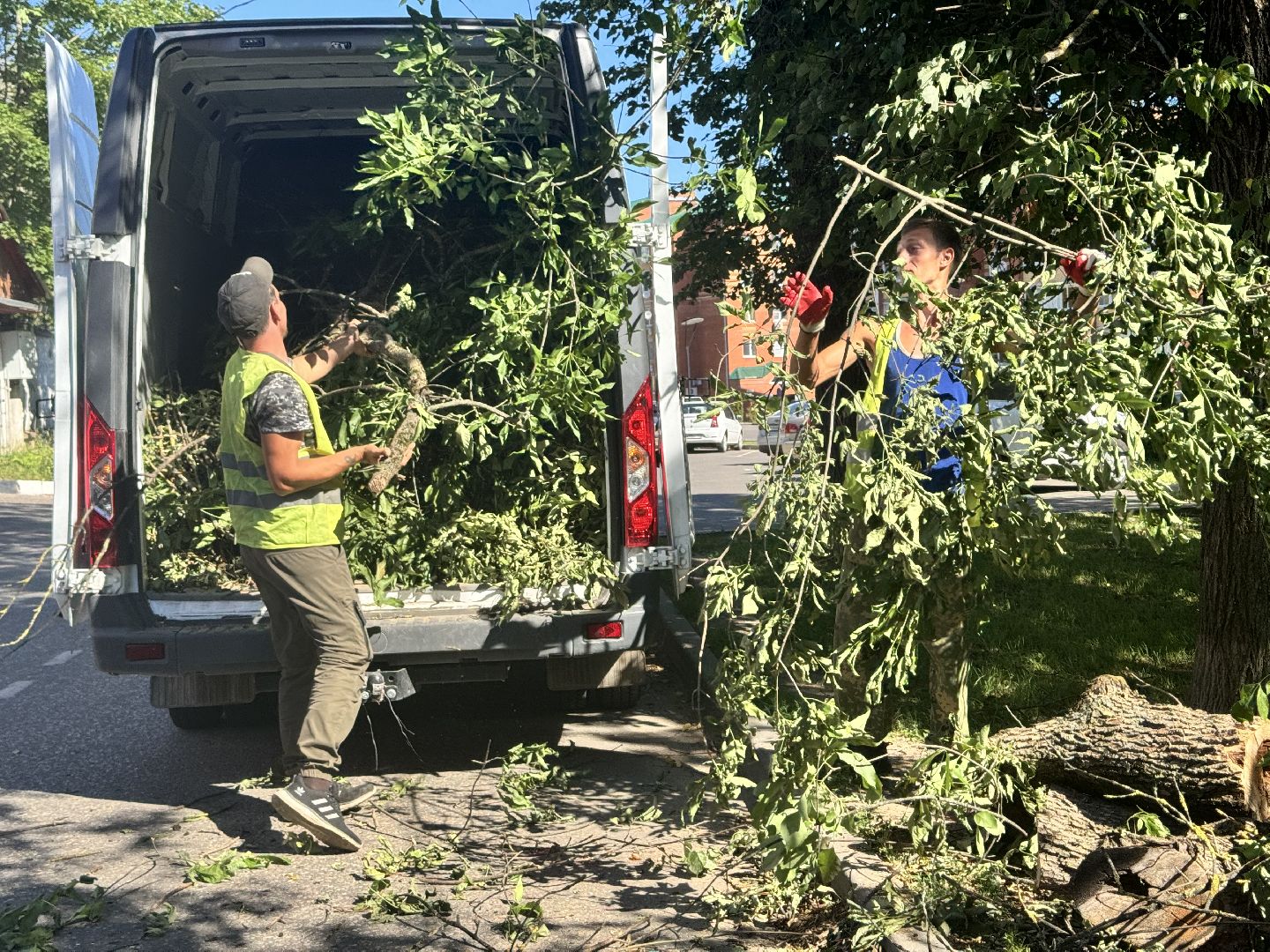 шаховская, дерево, упавшие деревья,коммунальная служба,