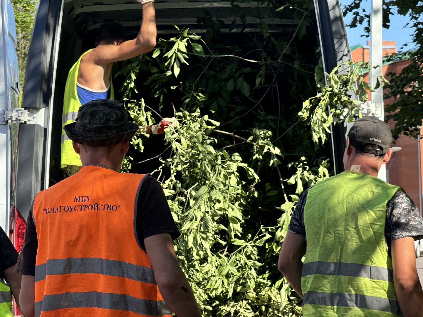 шаховская, дерево, упавшие деревья,коммунальная служба,