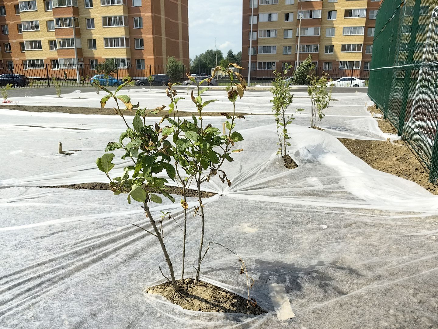 школа, строительство, образование, благоустойство, озеленение, спортивное ядро, щёлково,