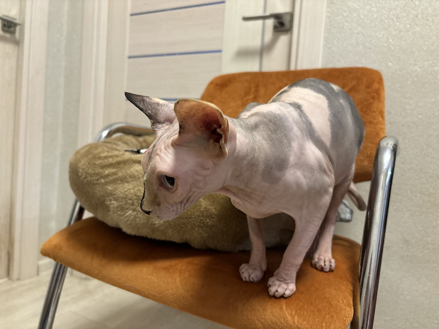 семья, праздник, многодетная семья,