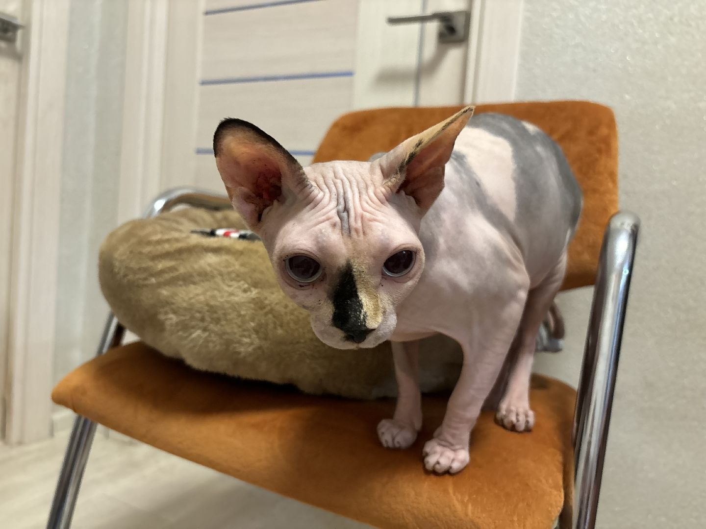 семья, праздник, многодетная семья,