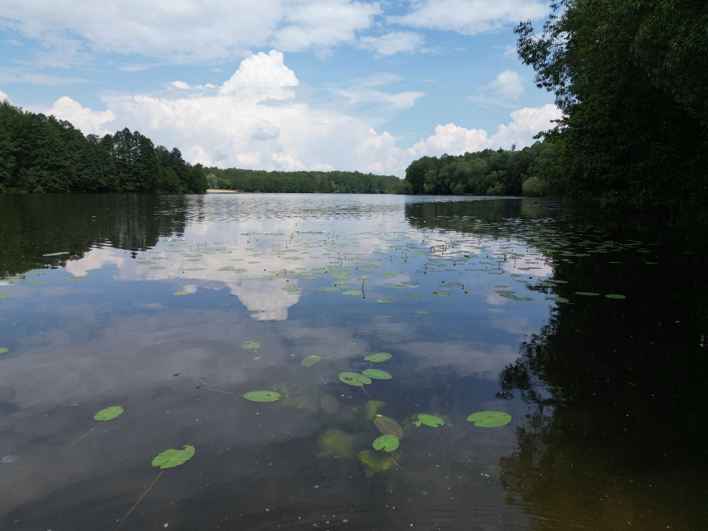 видео с коптера, парк,
