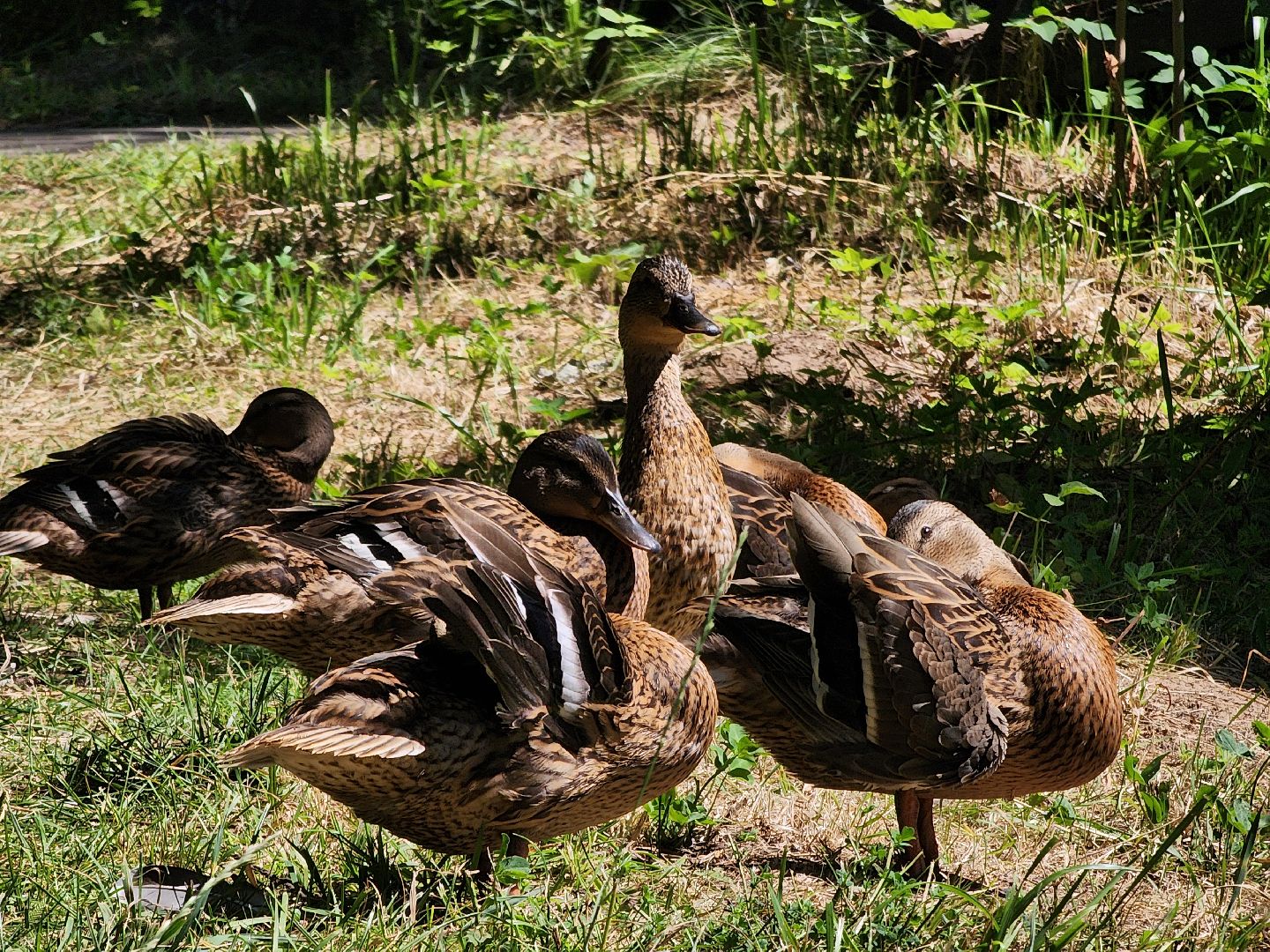 Дубна, Университет Дубна, День семьи, Экология, Экопросвещение,